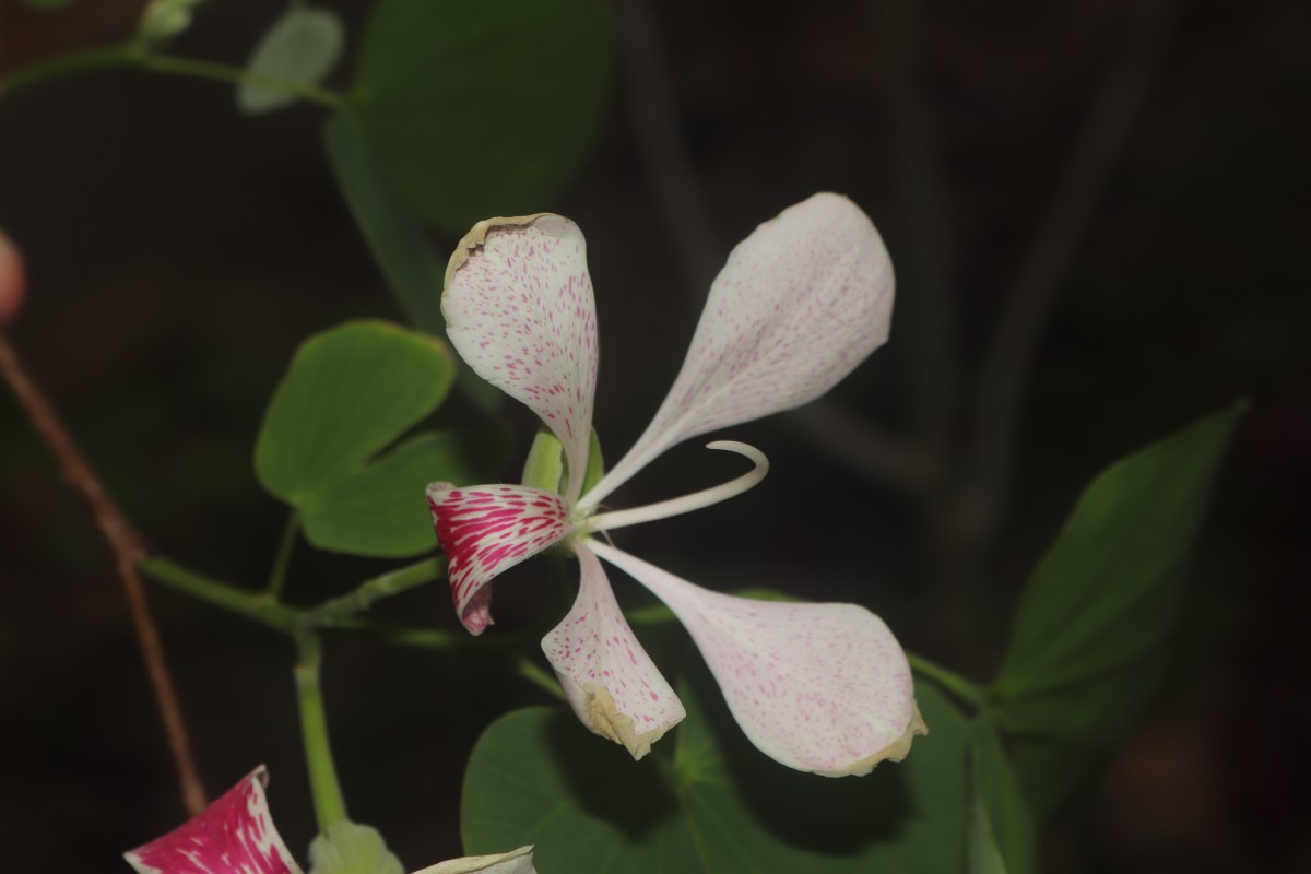 Bauhinia monandra Kurz